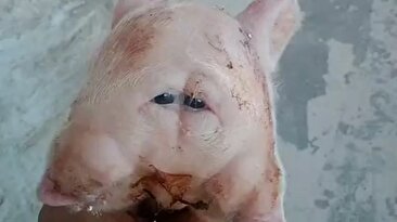 تصویری عجیب از تولد خوکی با دو سر، چهار چشم و دو پوزه در هندوراس (فیلم)