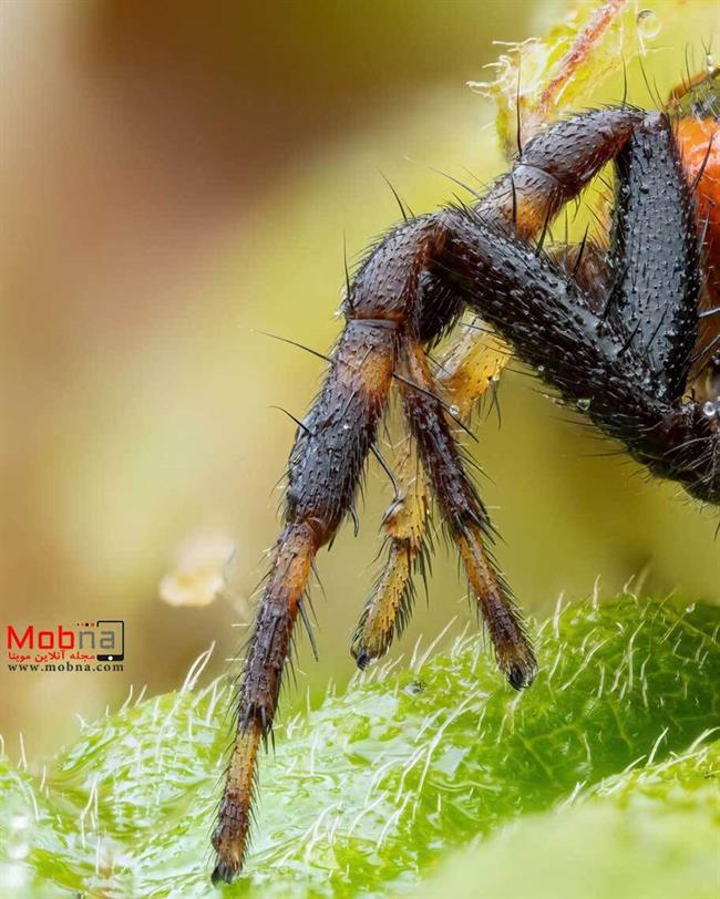 تصاویر شگفت انگیز از عنکبوت خرچنگی