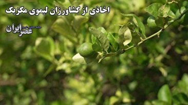 اسکورت کامیون‌های حمل لیمو توسط پلیس مکزیک به خاطر اخاذی از کشاورزان (فیلم)