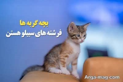 "مجموعه