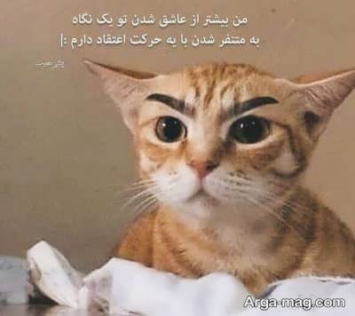 متن ناب در مورد گربه