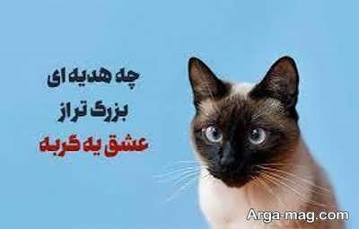 متن در مورد گربه
