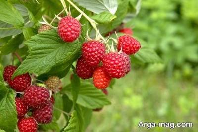 میوه رزبری و دمنوش آن