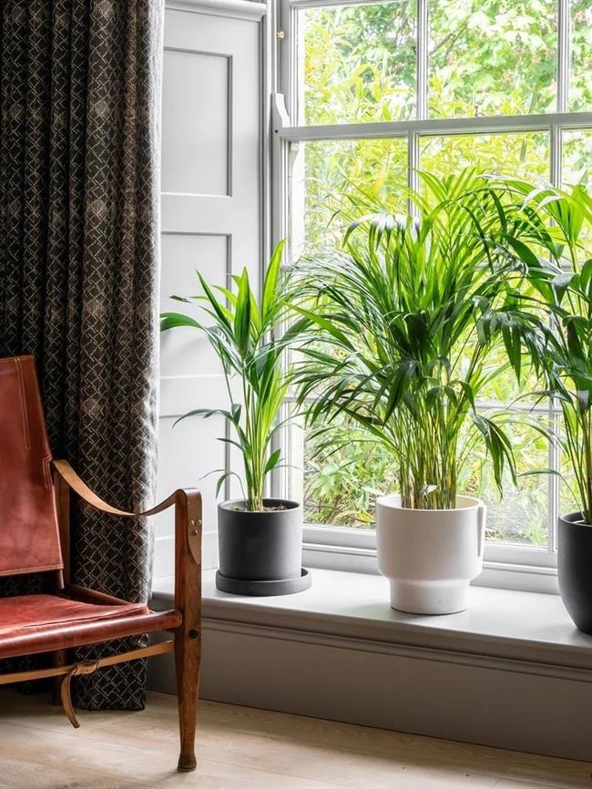 (تصاویر) خلاقانه‌ترین ایده‌های چیدمان گیاهان آپارتمانی