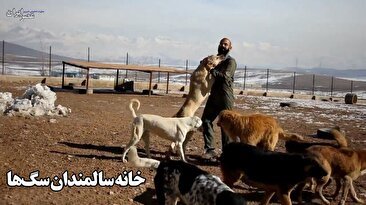 خانه سالمندان سگ‌ها این‌جاست/ 