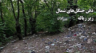 خوش خیالی در جنگل‌های شمال ایران؛ حالتان خیلی خوب است؛ پس زیر پایتان را نگاه کنید (فیلم)