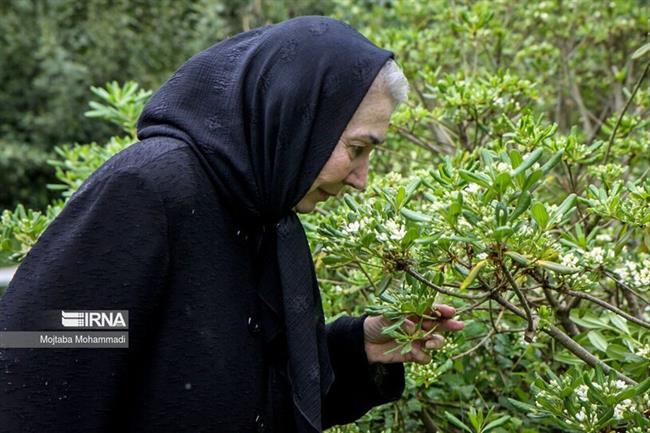 زندگی پروانه معصومی در روستا