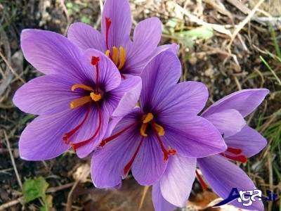 از خواص گل زعفران چه می دانید؟