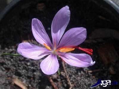 خواص و فواید گل زعفران
