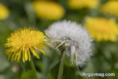 تهیه گیاه قاصدک برای رفع پانکراتیت