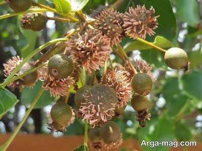استفاده از میوه سدار برای درمان پانکراتیت