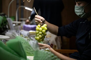 ببینید کره جنوبی و چین چطور فرمول انگورهای آبدار ژاپنی را دزدیدند (فیلم)