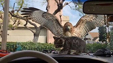 خیزش عقاب برای شکار بچه گربه داخل ماشین/ اگر شیشه ماشین نبود ... (فیلم)