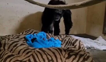 ثبت یک لحظه فوق‌العاده/ شامپانزه مادر بعداز دو روز می‌فهمد بچه‌اش زنده‌است (فیلم)