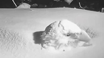 وقتی عقاب قرار است مادر بشود؛ تا کله در برف فرو می‌رود ولی بی‌خیال نمی‌شود (فیلم)