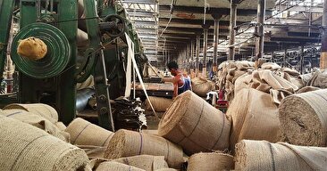 تولید انبوه کنف هندی در مزارع/ از گونی بافی تا کیف برند (فیلم)