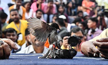 جنگ پرندگان آوازه‌خوان در هند پس از ممنوعیت 8 ساله/ راهبان هندو: بخشی از سنت ما است (فیلم)