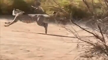 ببینید یوزپلنگ چطور از شکار جلو می‌زنه و اون رو می‌گیره/ سرعتی باورنکردنی (فیلم)
