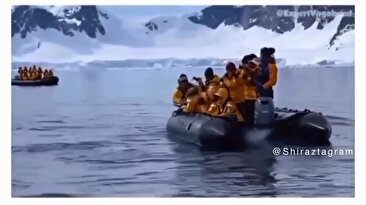فرار پنگوئن از دست نهنگ سیاه و پناه آوردن به آدم‌ها (فیلم)