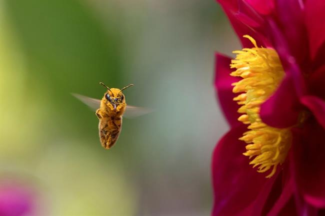 حشرات چطور می‌فهمند کدام گل گرده دارد؟
