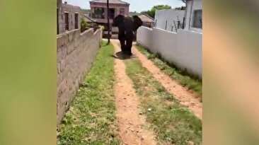 مردم یک روستا فیل فراری از پارک ملی را کشتند (فیلم)