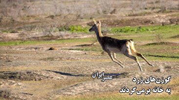 از انقراض یک حیوان در ایران چه خبر؟ می‌خواهند آن را به خانه‌اش بازگردانند (فیلم)