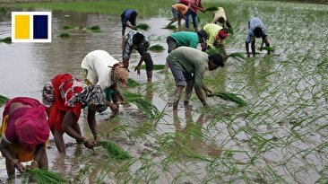 برنج در بحران جهانی/ از انتخابات هند تا درگیری در دریای سرخ (فیلم)