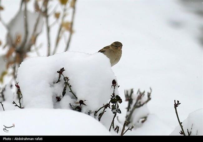 بارش برف در همدان