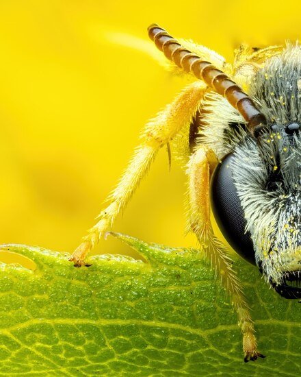 زنبورها زیباترین موجودات کوچک موجود در جهان هستند