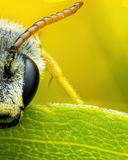 زنبورها زیباترین موجودات کوچک موجود در جهان هستند
