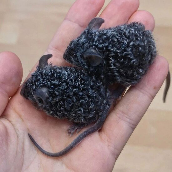 تا به حال موش های فرفری دیده اید؟