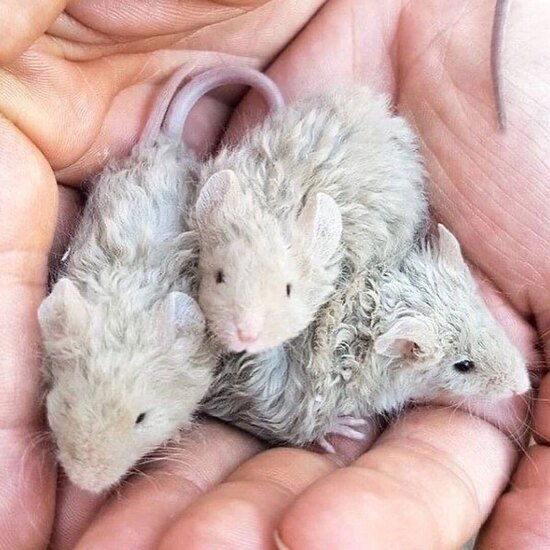 تا به حال موش های فرفری دیده اید؟