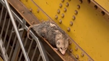موش غول‌پیکری که در مترو نیویورک پیدا شده را ببینید / پلیس سعی می‌کند زنده بگیردش (فیلم)