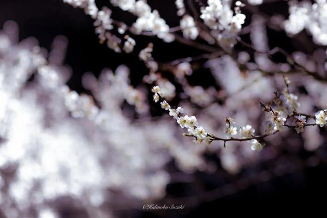 آغاز بهار در ژاپن با عطر سرمست‌کننده شکوفه‌های آلو