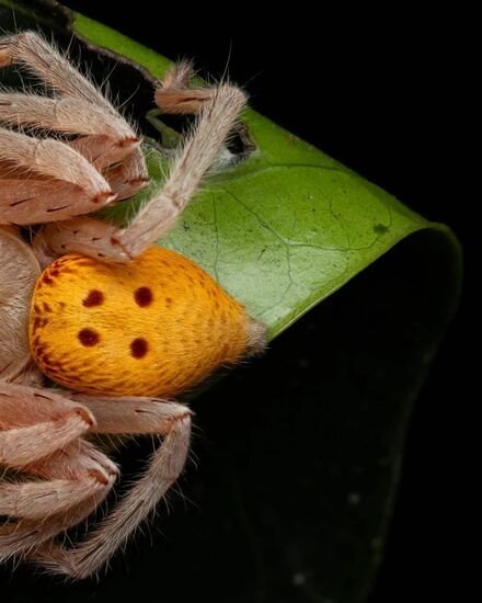 عکاسی ماکرو از گونه ای عنکبوت