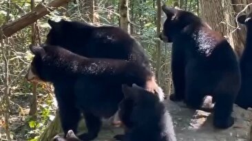 یکی از لحظات بامزه در طبیعت / چی باعث ترسیدن این خرس‌های کوچولو شد؟ (فیلم)