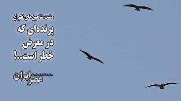 دشتی پر از شاهین‌های شکاری در تهران / شکارچیان در کمین و سازمان محیط زیست بی‌خبر / احتمالا بخشی از تجارت غیرقانونی شاهین از این‌جا آغاز می‌شود (فیلم)