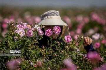 پیش‌بینی برداشت 2800 تُن گل محمدی در خراسان رضوی