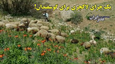 یک چرای لاکچری برای گوسفندان!/ دام‌هایی که جاذبه گردشگری می‌خورند! (فیلم)