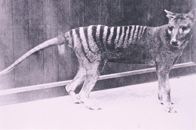 دیده شدن حیوانی که 90 سال پیش منقرض شده بود/ شبیه سگ اما با صدای گربه!/ عکس  