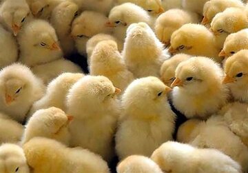 رشد 29درصدی جوجه‌ریزی در واحدهای پرورش مرغ قزوین
