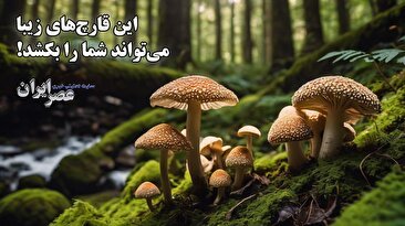 این قارچ‌های زیبا امسال چند صد نفر را مسموم کرده‌اند/ اگر در طبیعت قارچ دیدید به آن دست نزنید (فیلم)