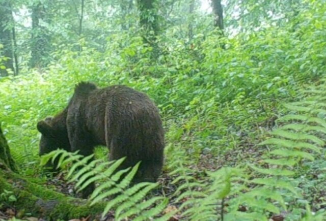مشاهده خرس قهوه‌ای و شوکا در این استان/ عکس