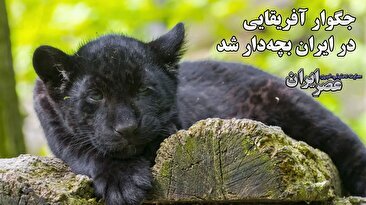 تولد توله جگوار در باغ‌وحشی که انتقادات زیادی به آن وارد است / چه سرنوشتی خواهد داشت؟ (فیلم)