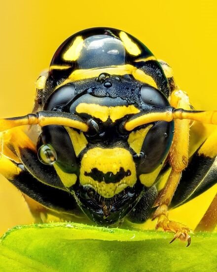 جهان زنبور از نمای نزدیک: تصاویر ماکرو و پرتره پس از بارش