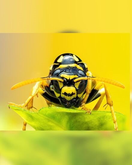 جهان زنبور از نمای نزدیک: تصاویر ماکرو و پرتره پس از بارش