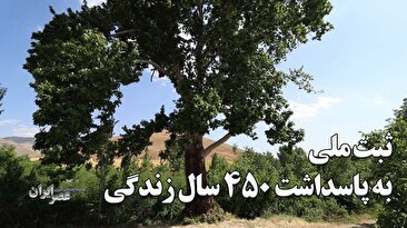 پس از 450 سال زندگی بالاخره ثبت ملی شد / دارمنگلوله چناری که حالا در جهان استثنایی‌است (فیلم)