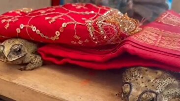 جشن عروسی مجلل قورباغه‌ ها در هند برای مقابله با گرما / دلجویی از خدای باران (فیلم)