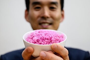 خلق برنج صورتی با پروتئین بالا/ کشف جدید محققان کره جنوبی (فیلم)