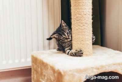 آموزش آسان ساخت اسکچر گربه در خانه